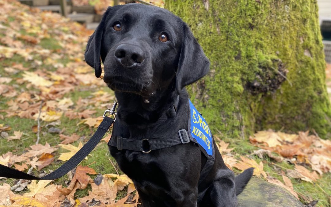 Puzzle | November 2025