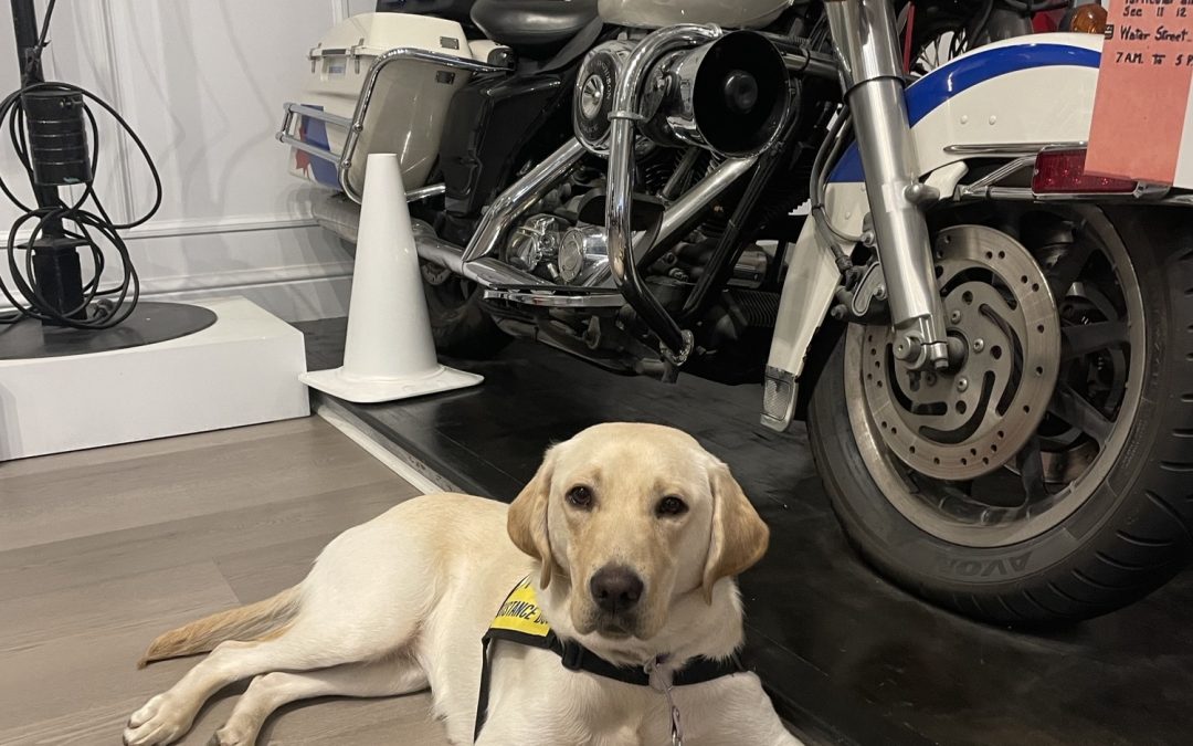 Saphira | August 2025