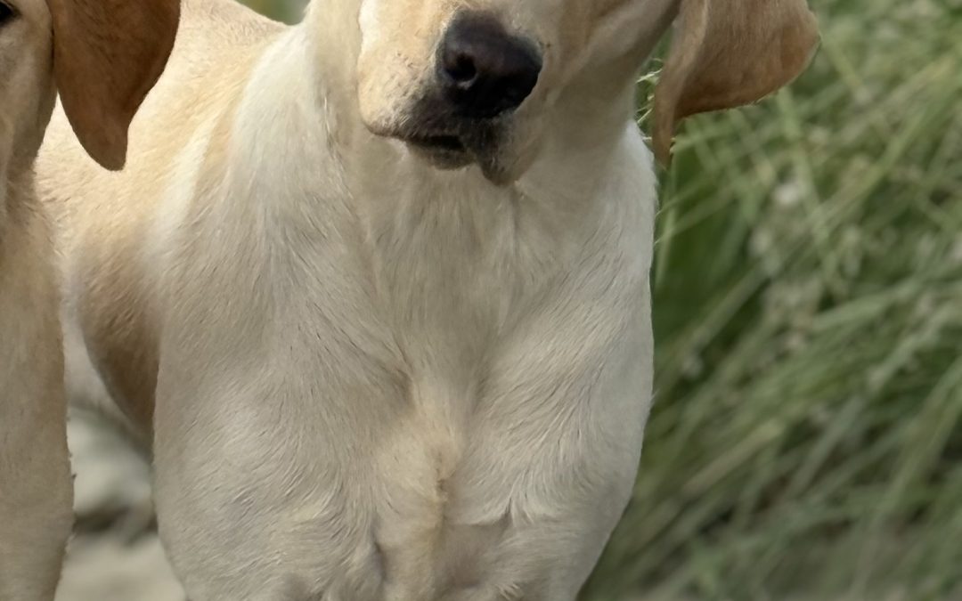 Saphira | September 2025