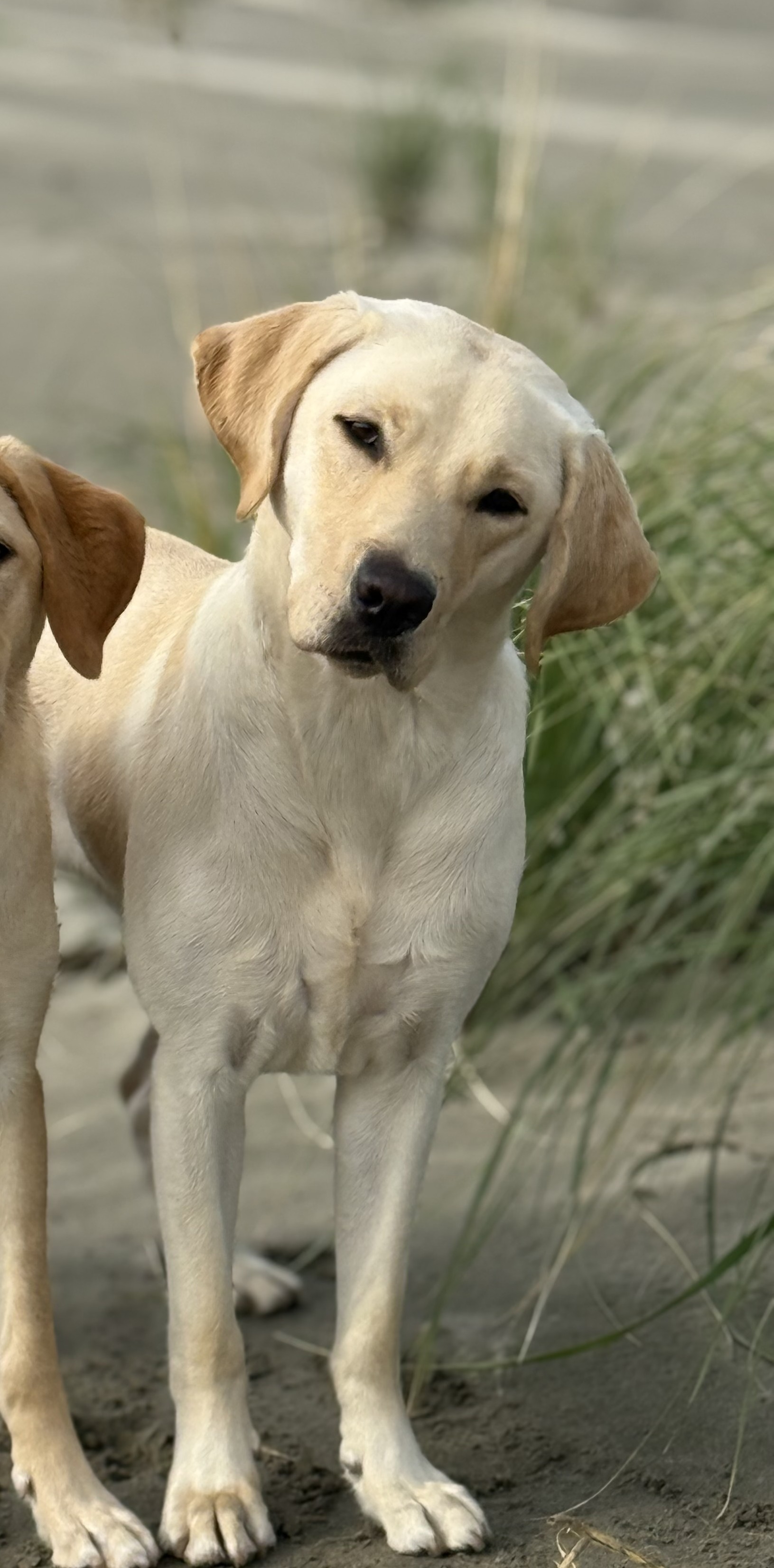 Saphira | September 2025