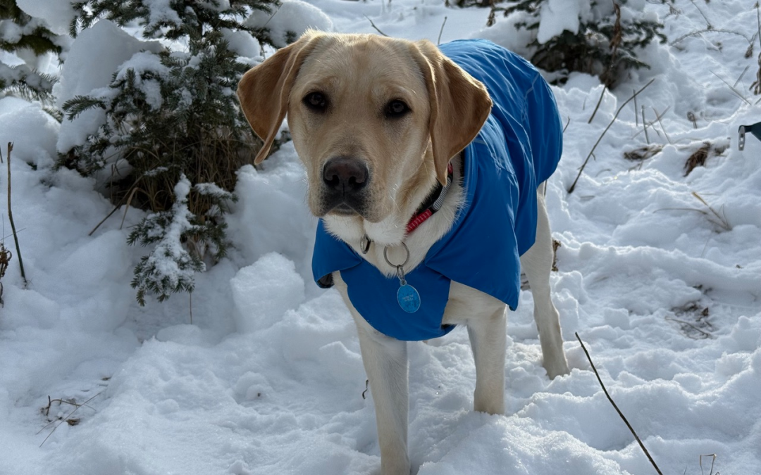 Tattor | November 2025