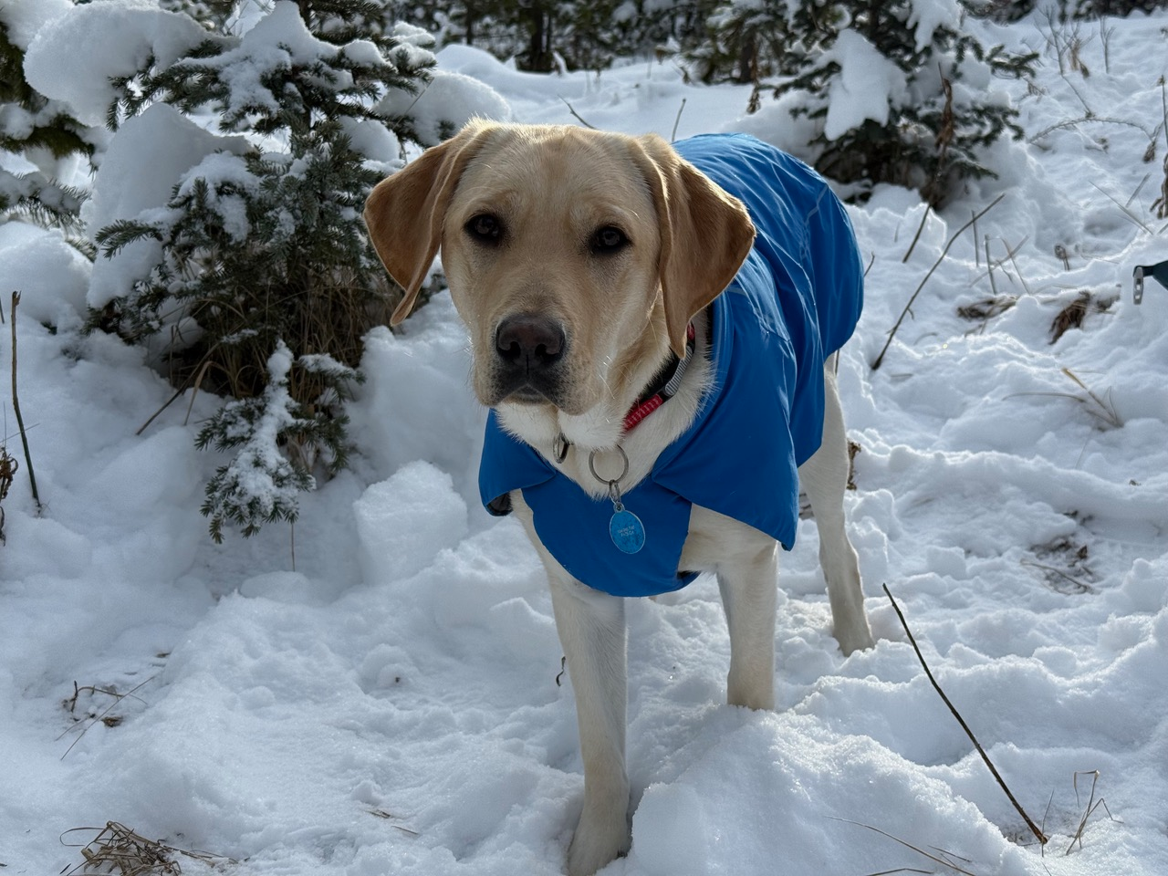 Tattor | November 2025