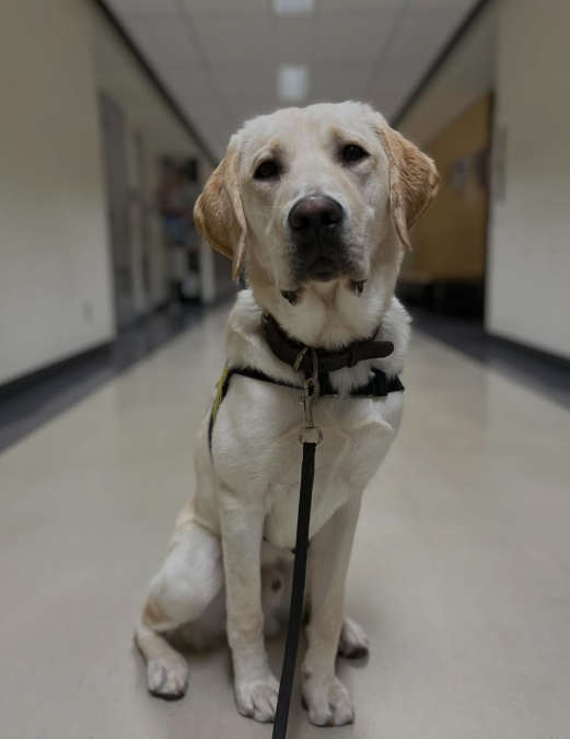 Available for Adoption: Blanco