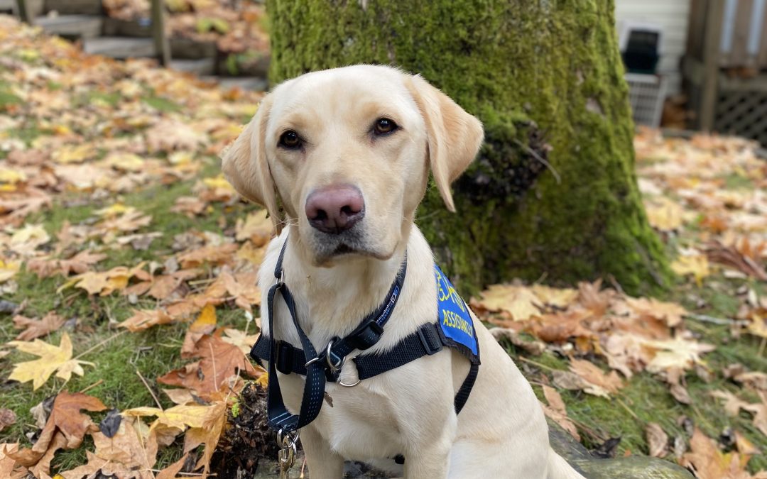 Tesla | November 2025