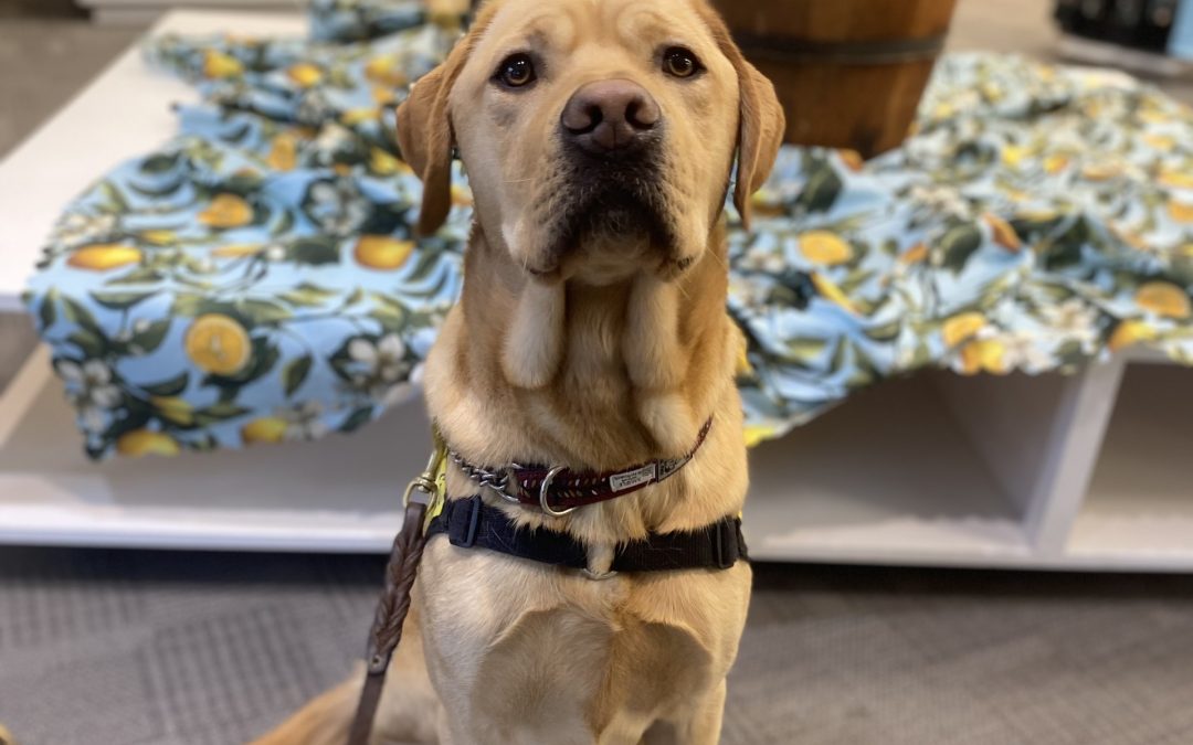 Sesame | November 2025