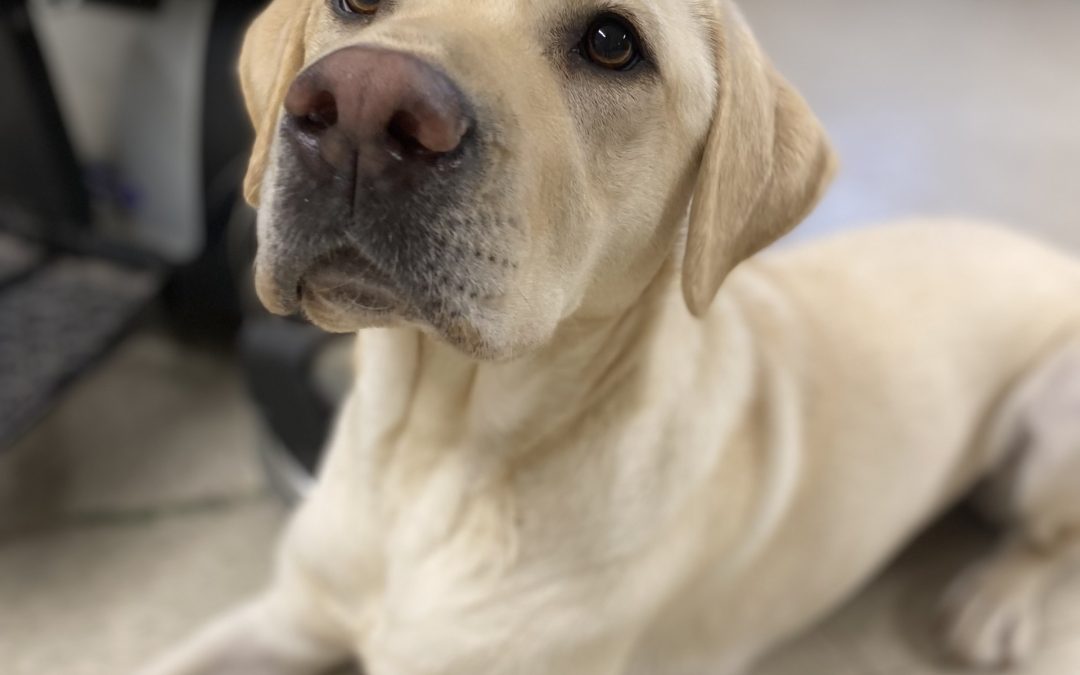 Golly | November 2025