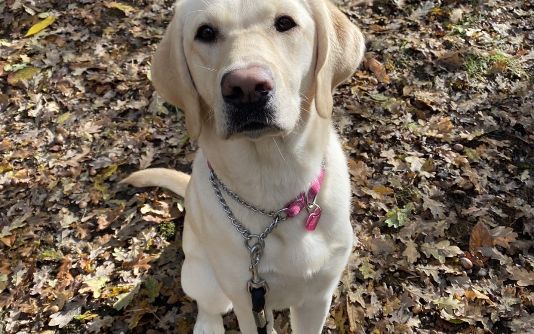 Hara | November 2025