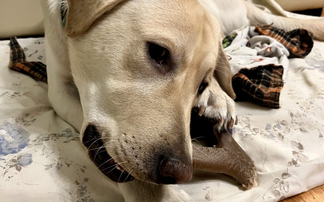 Kashtin | December 2025