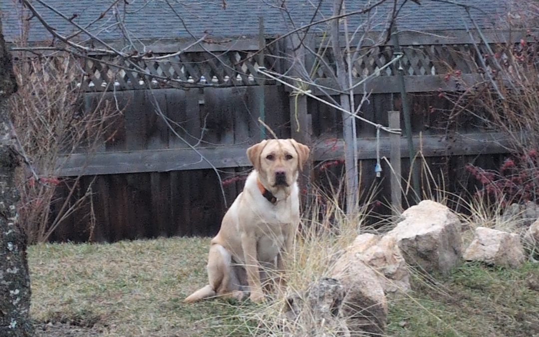 Rooty | December 2025