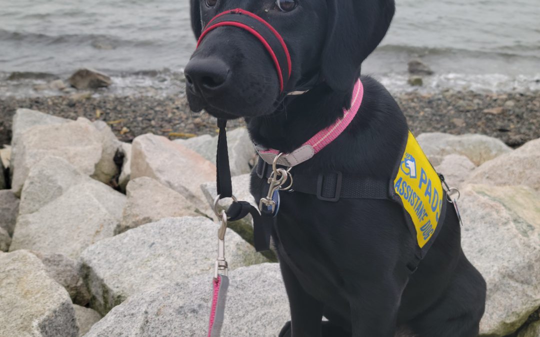 Blue IV | December 2025