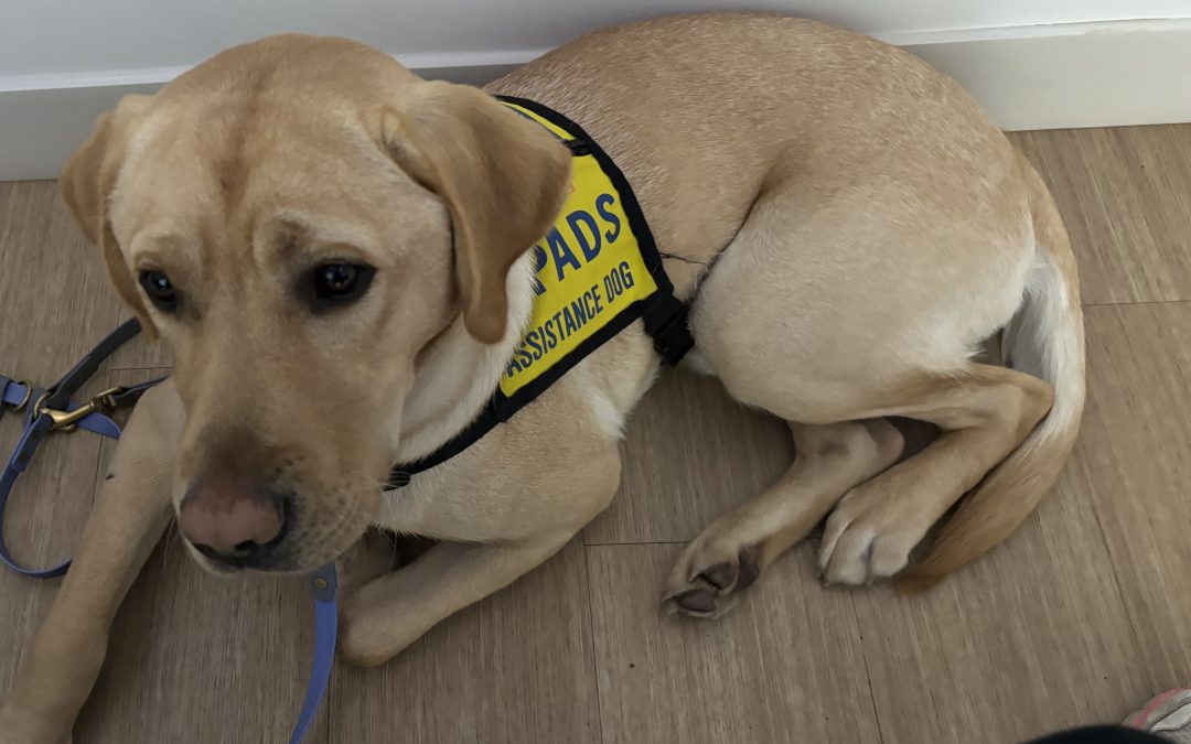 Buddy II | November 2025