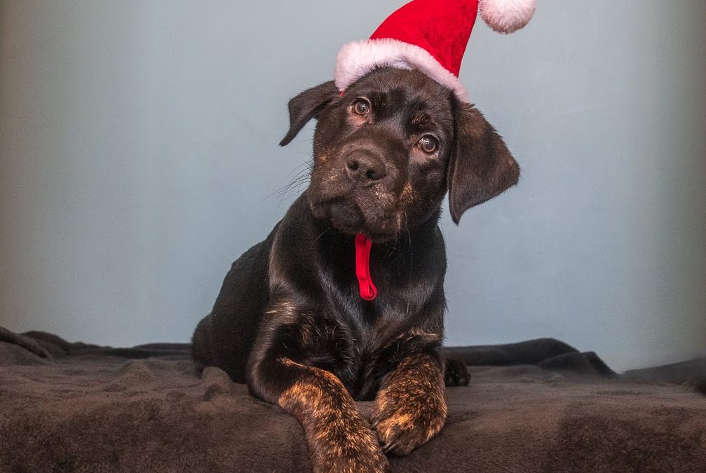 Jingle II | December 2025