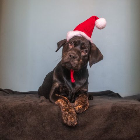 Jingle II | December 2025