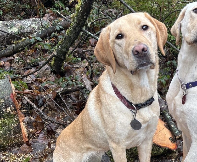 Daisy III | December 2025