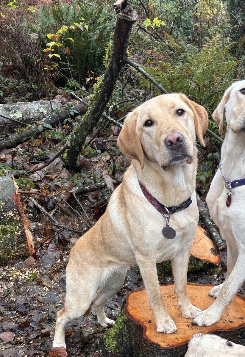 Daisy III | December 2025