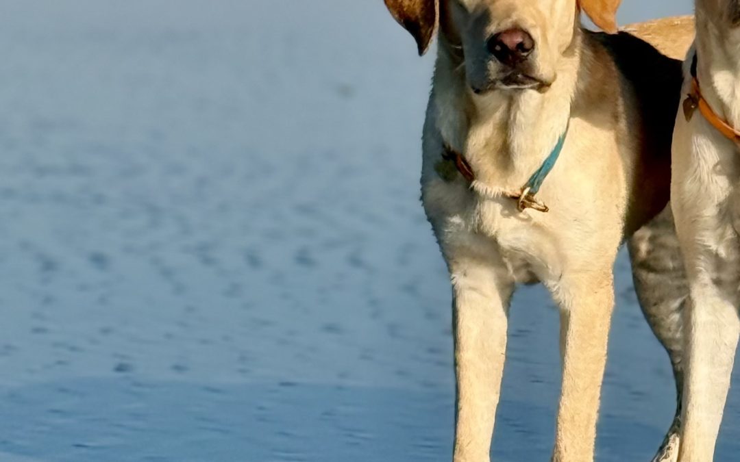 Daisy III | September 2025