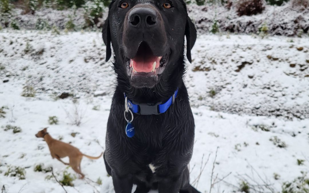 Bazinga | December 2025