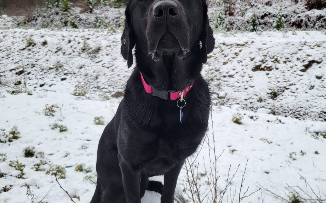 Bosc | December 2025