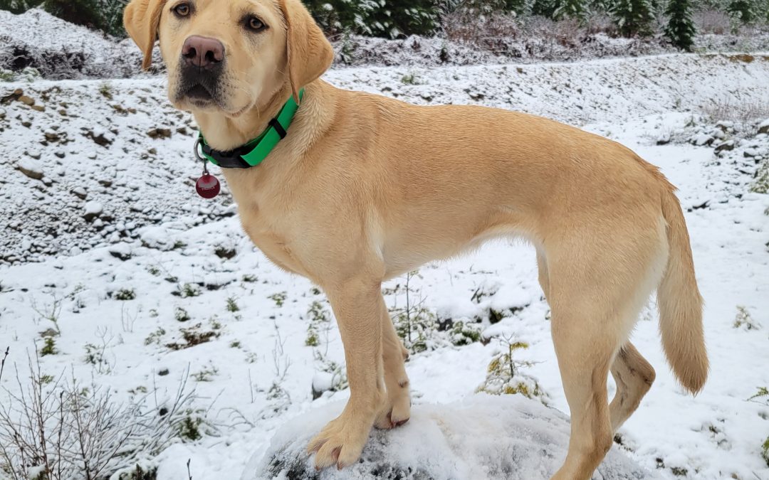 Toffee | December 2025