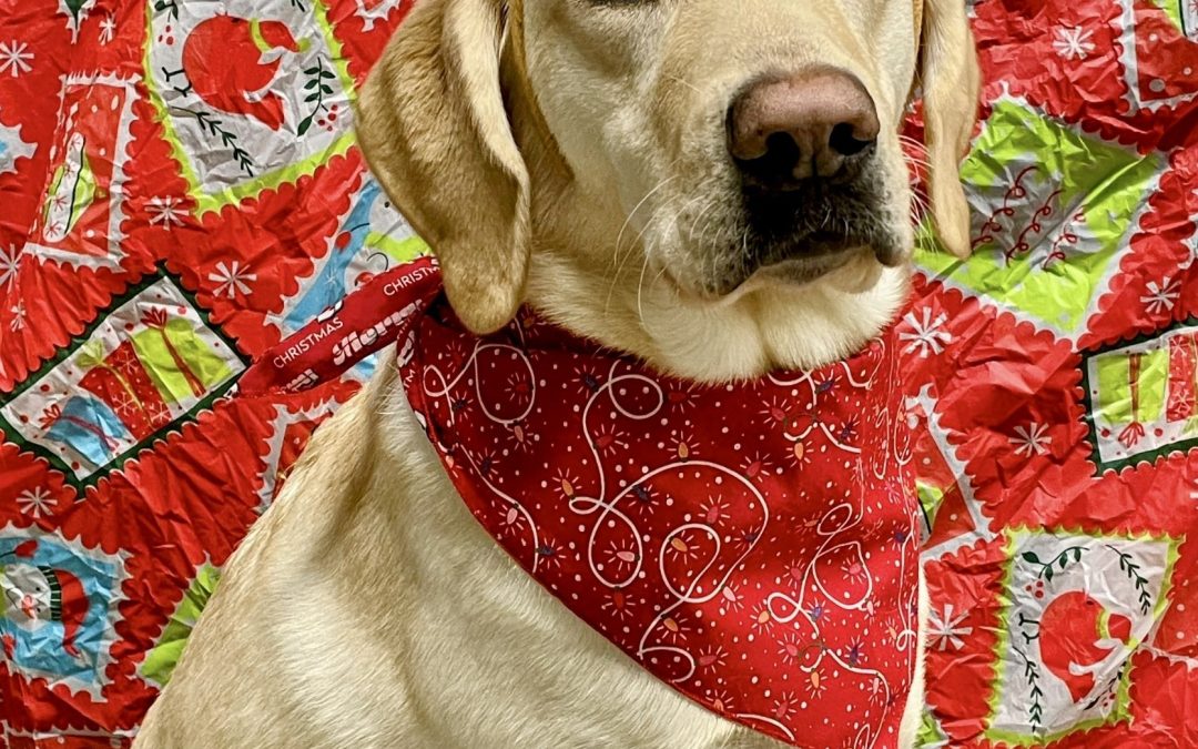 Hara | December 2025