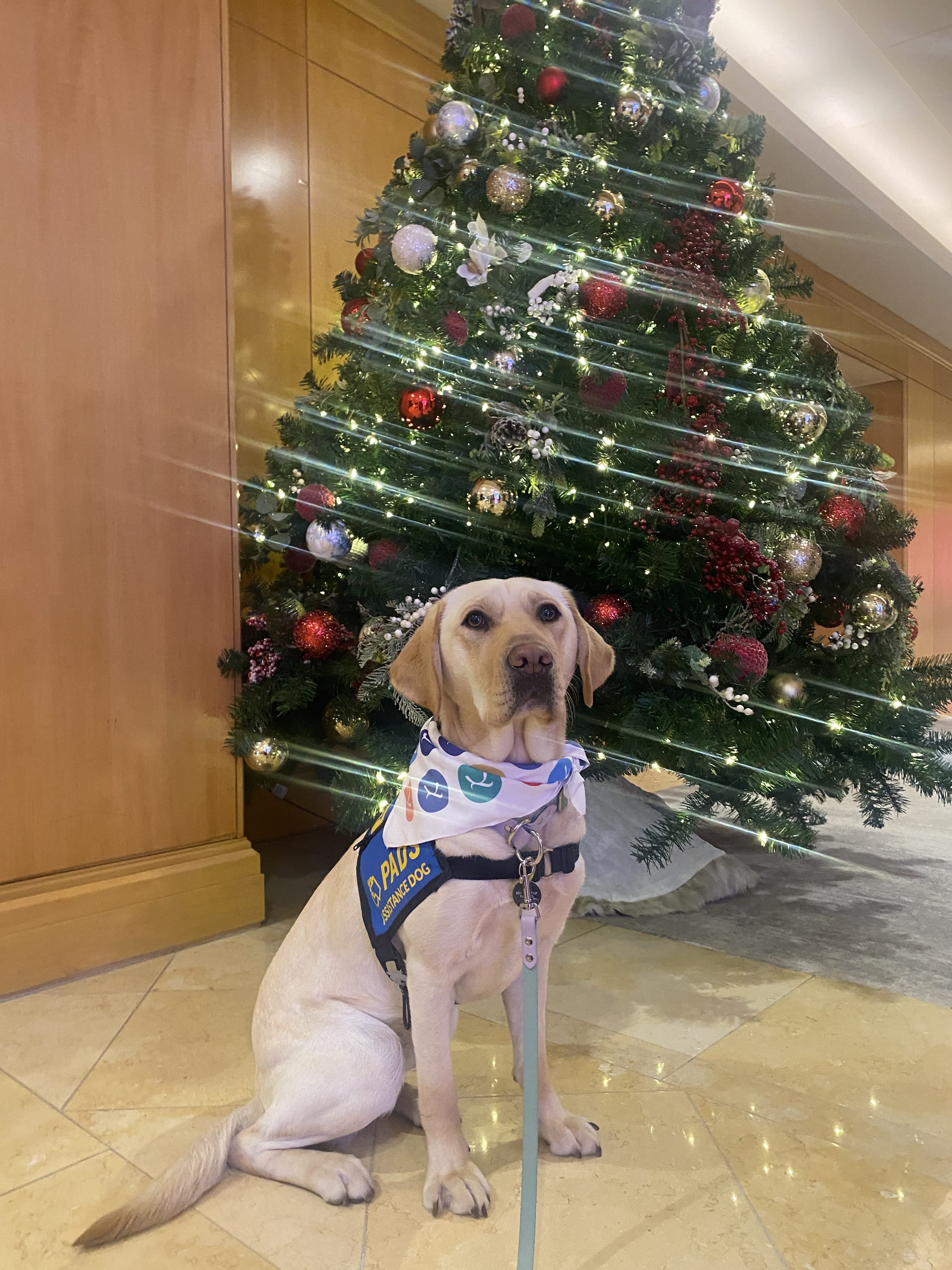 Quinoa | December 2025