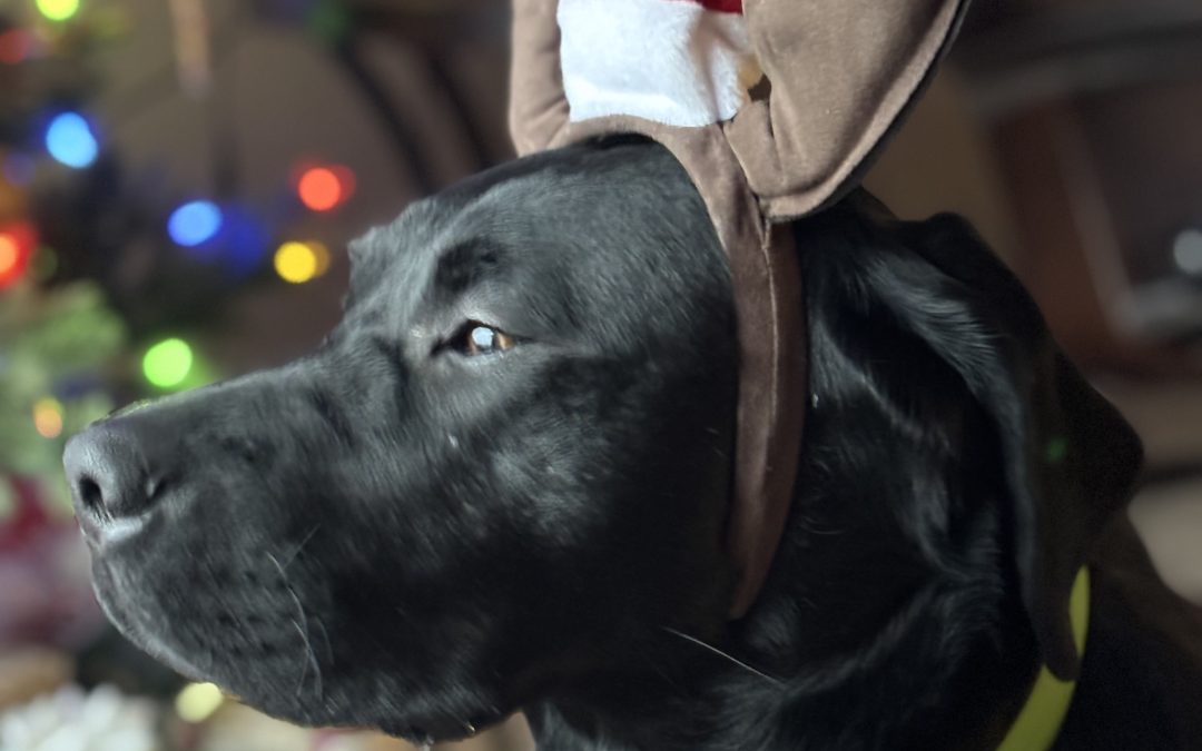 Spyro | December 2025