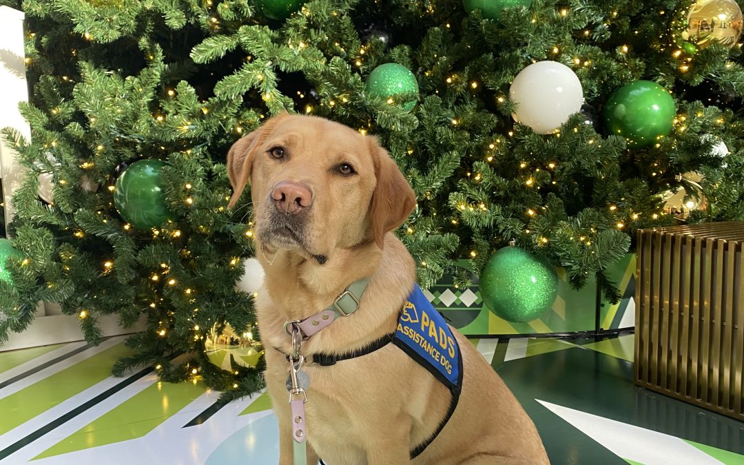 Rufous | December 2025