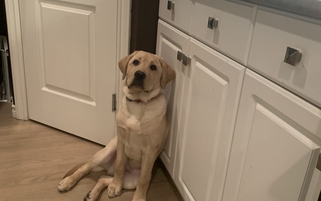 Jasper III | December 2025