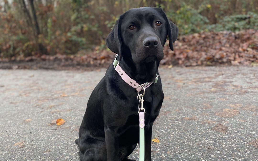 Poppy III | December 2025