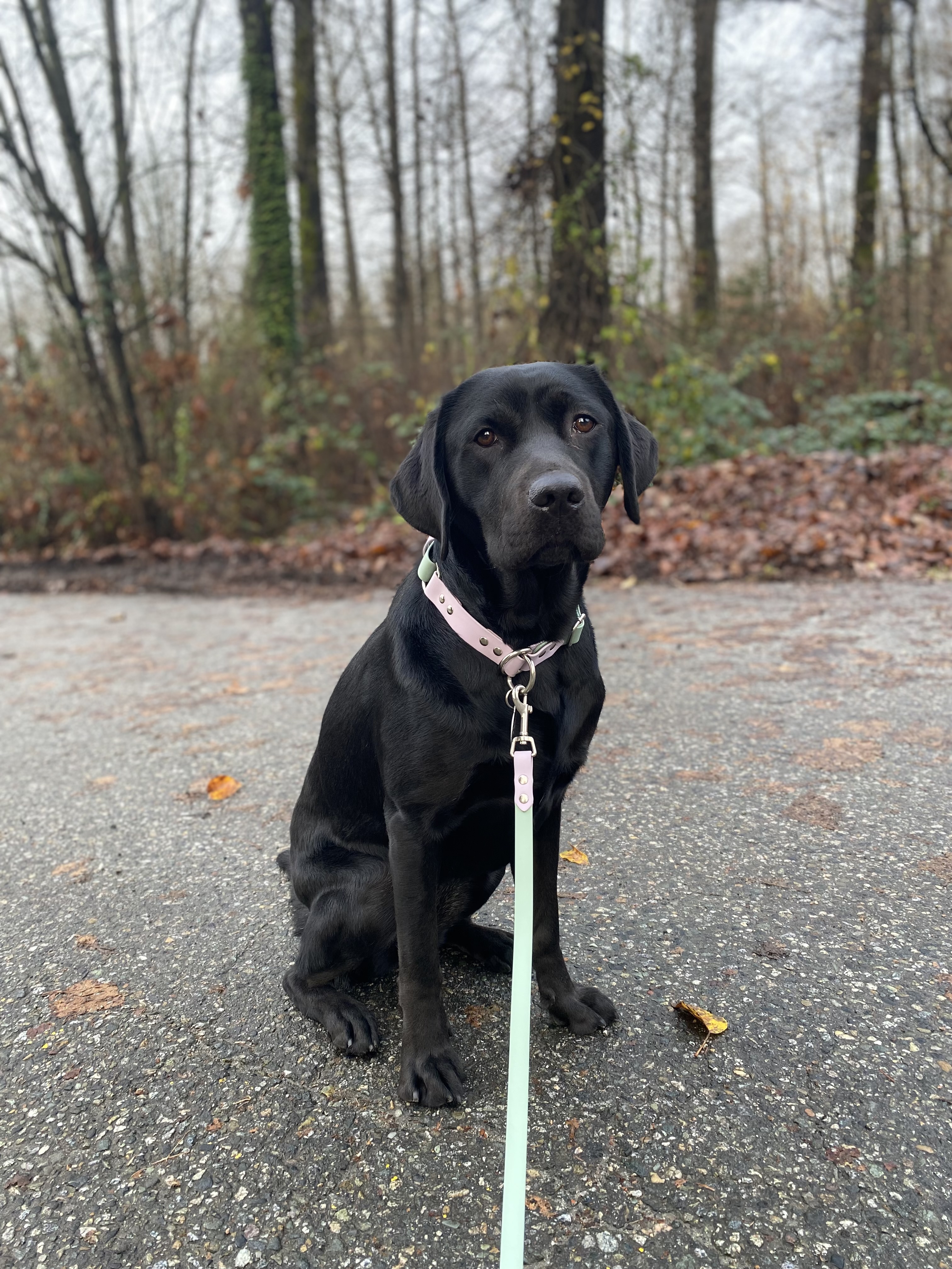 Poppy III | December 2025