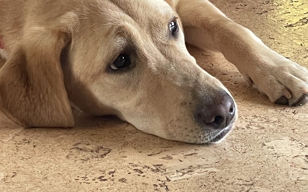 Daisy III | November 2025