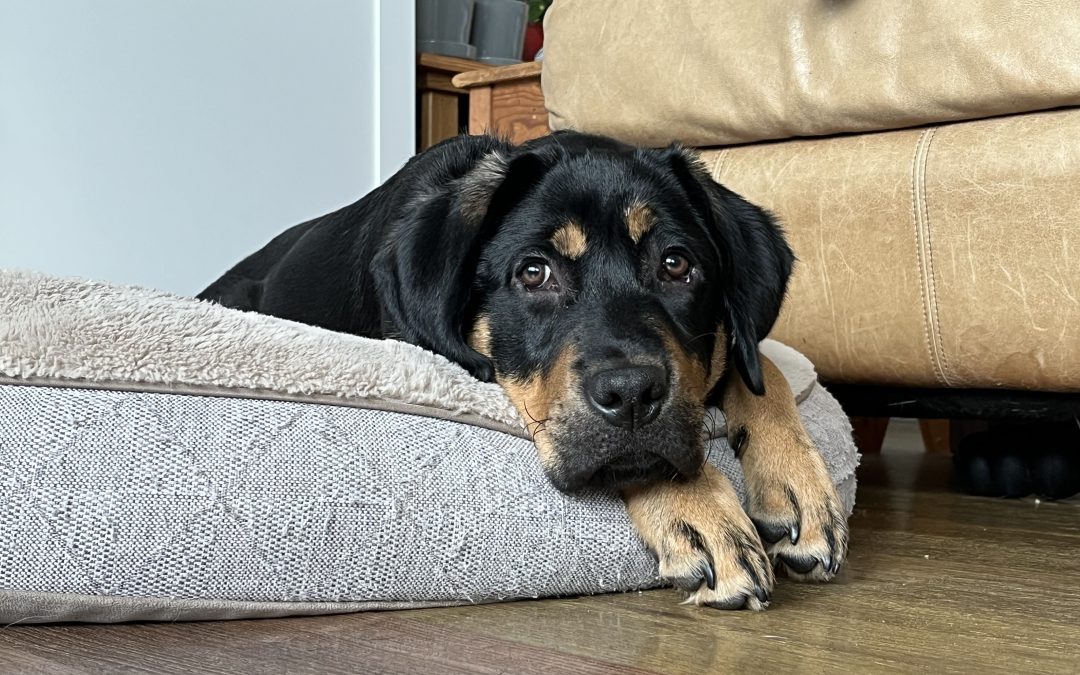 Elsie | December 2025