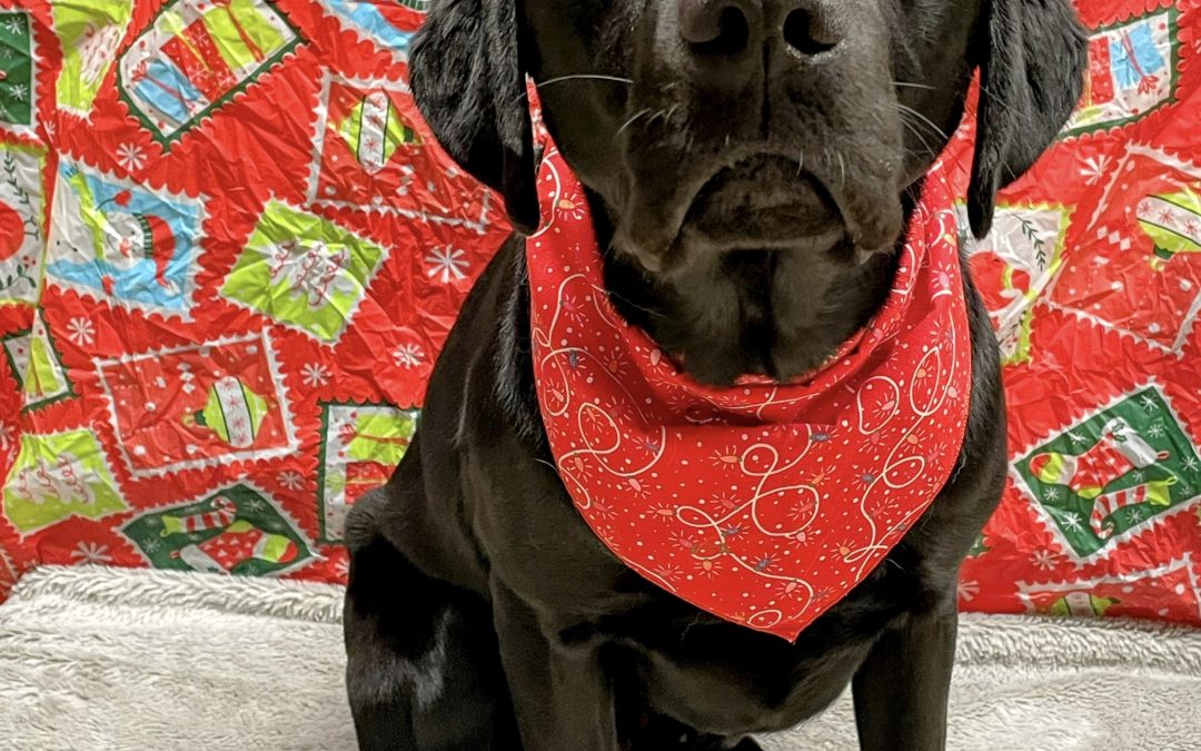 Toad | December 2025