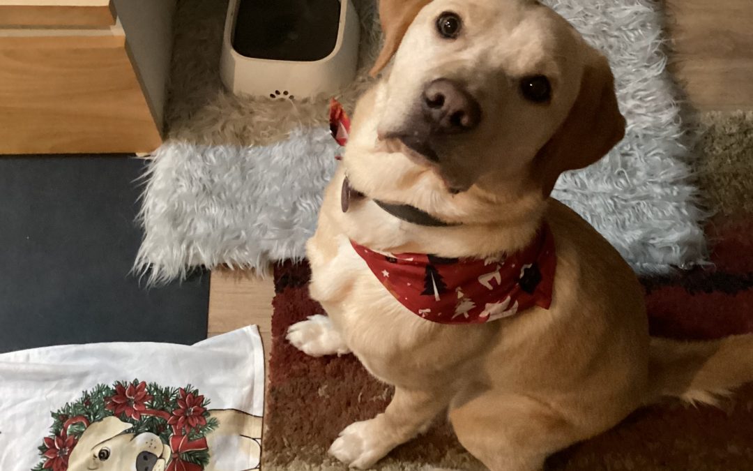 Pandora | December 2025