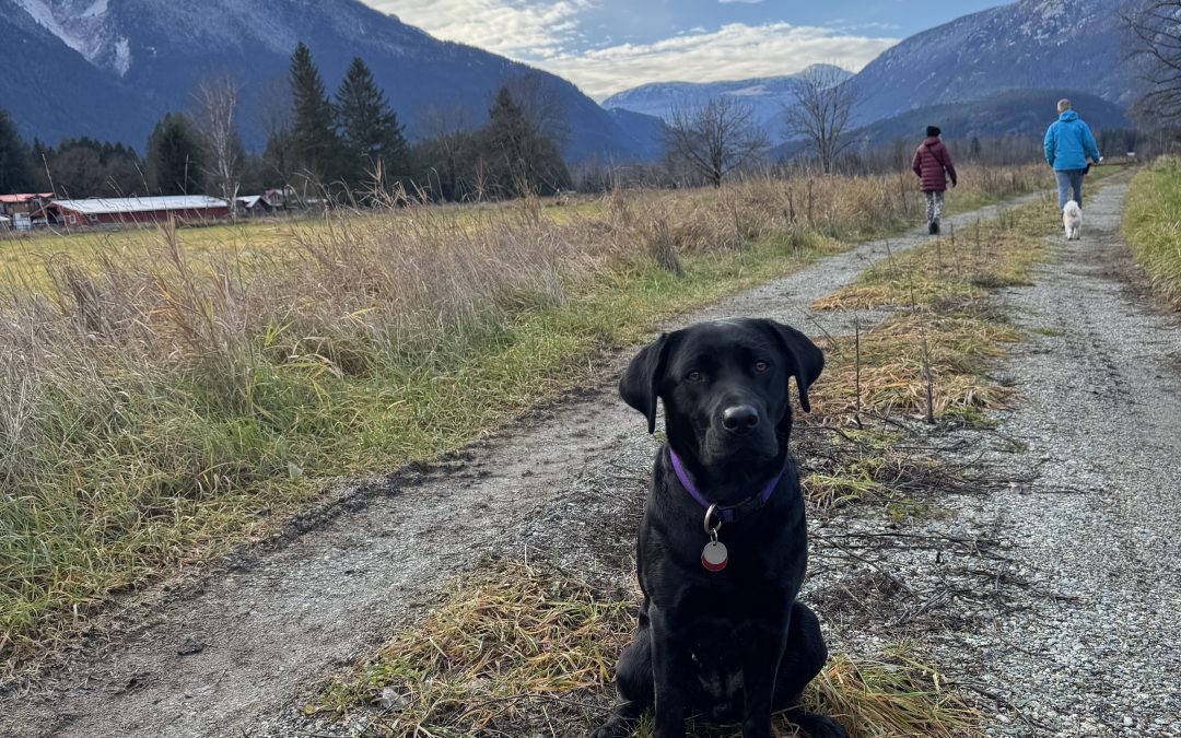 Cynder | December 2025