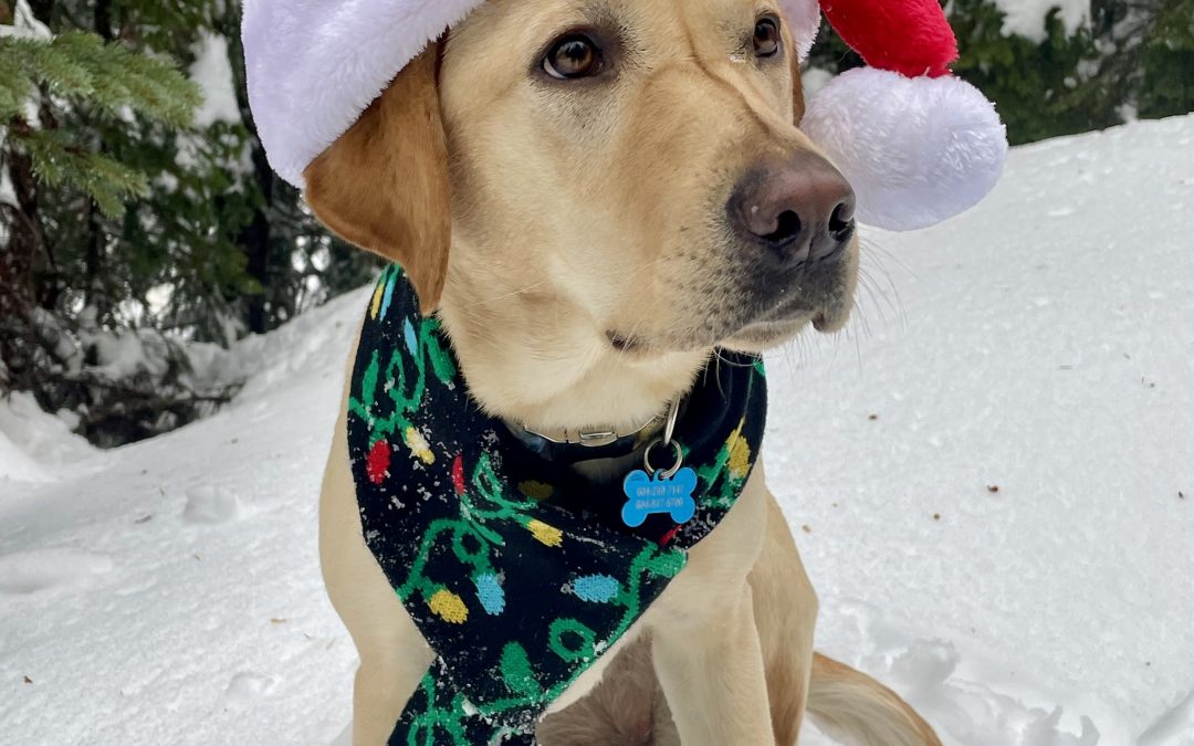 Honey IV | December 2025