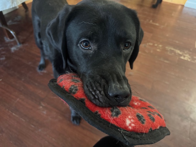 Gadget | December 2025