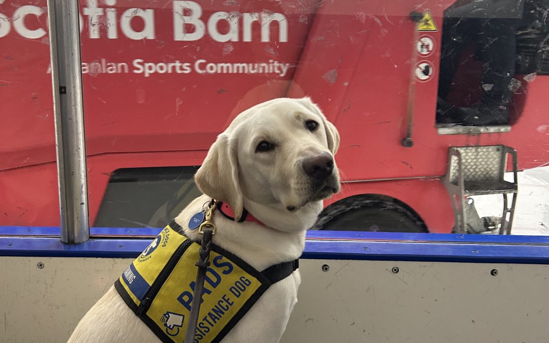 Mushu | December 2025