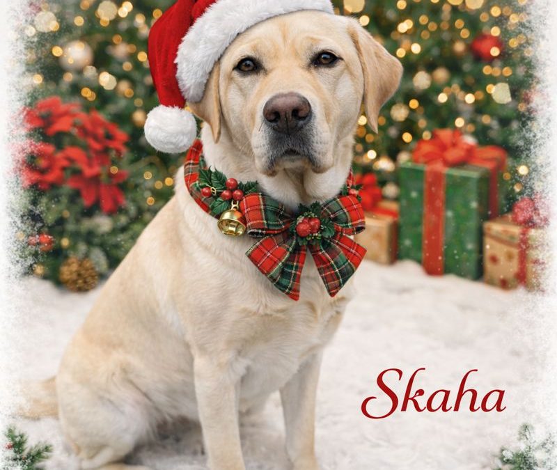 Skaha III | December 2025