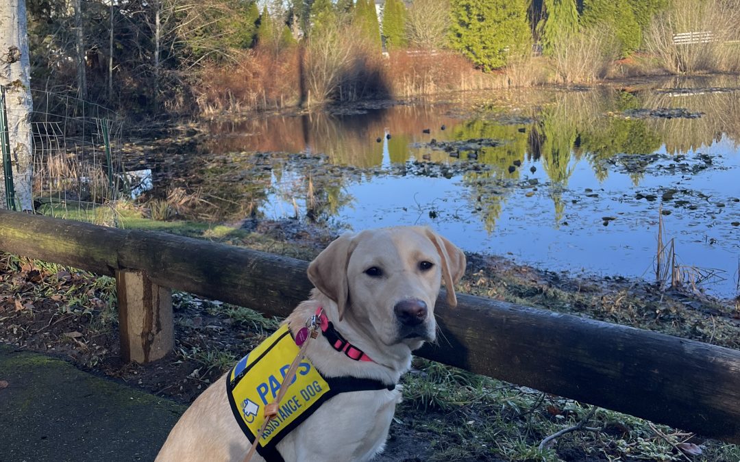 Fendie | January 2026