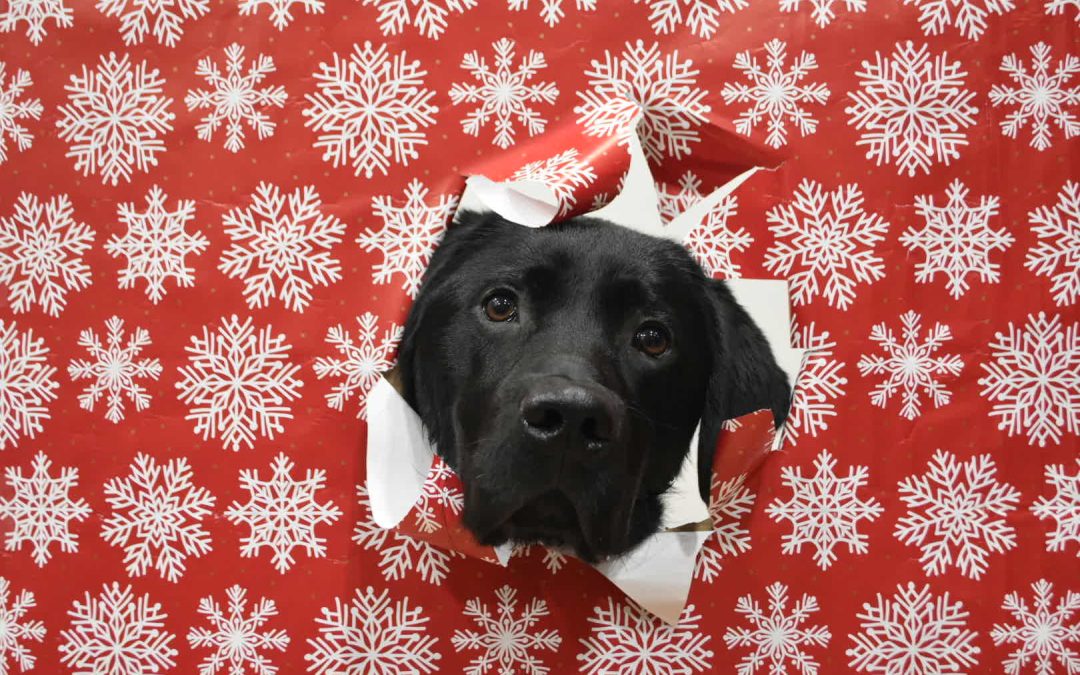 Donner II | December 2025