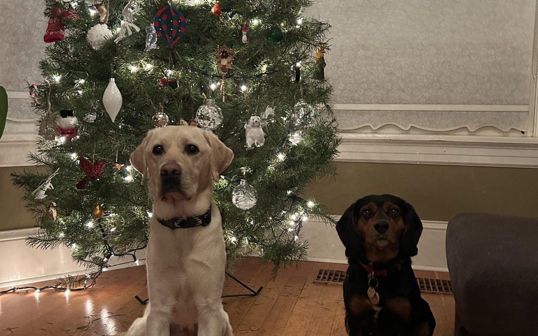 Haynes | December 2025