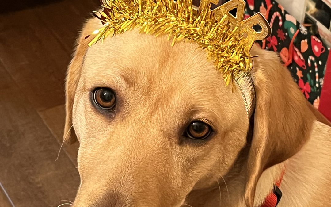 Mozza | December 2025