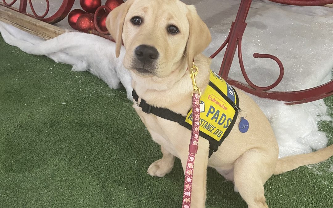 Chorcha | December 2025