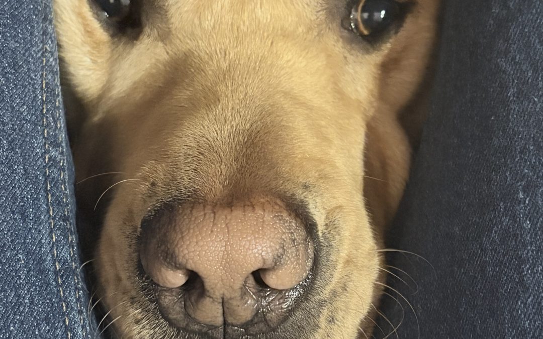 Bowie II | December 2025