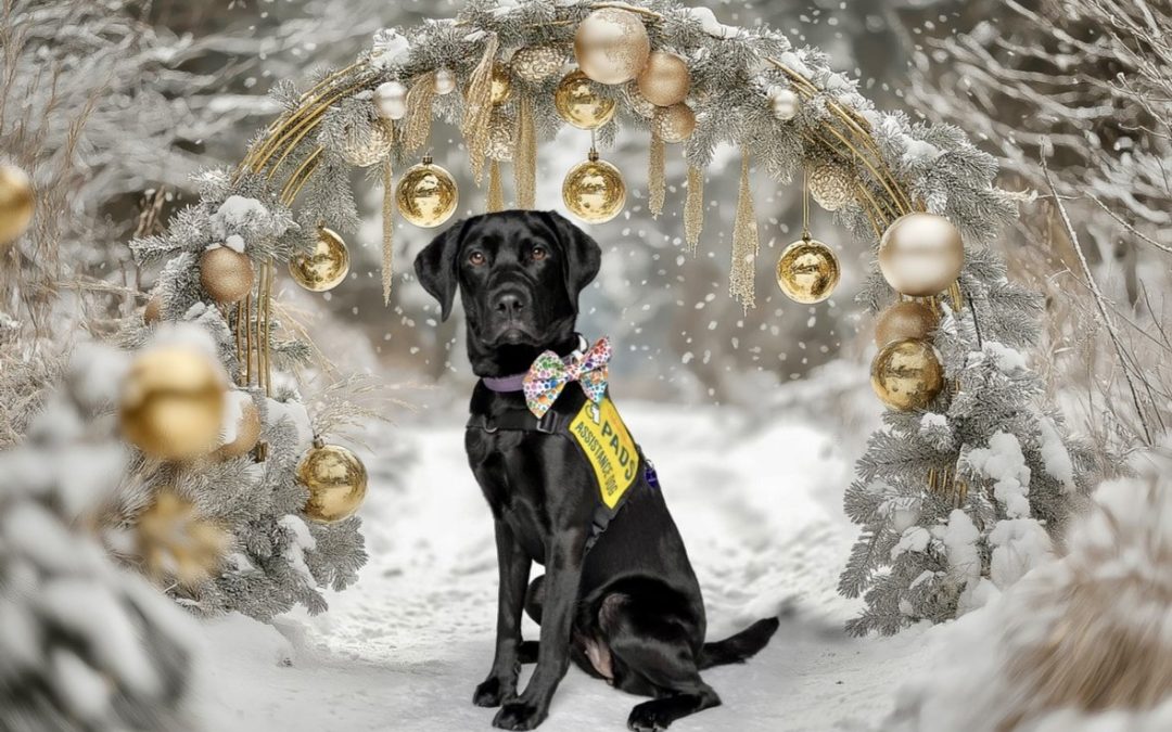 Meadow II | December 2025