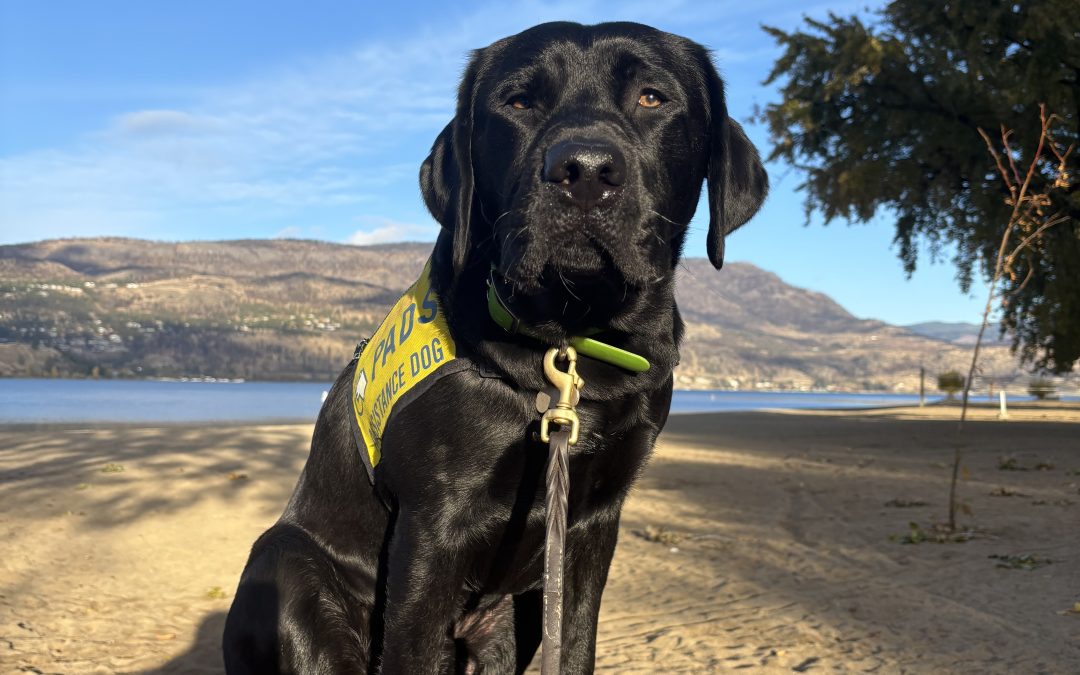 Spyro | October 2025