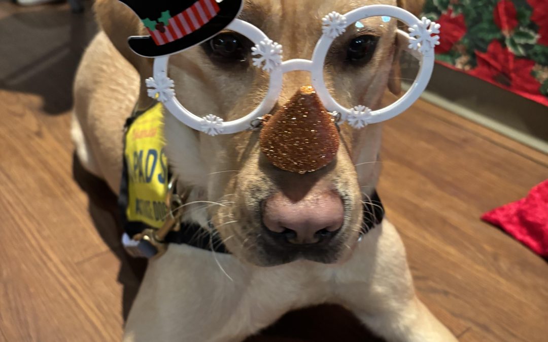 Buddy II | December 2025