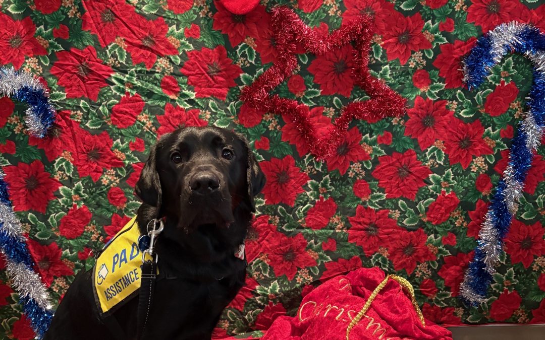 Mickey II | December 2025