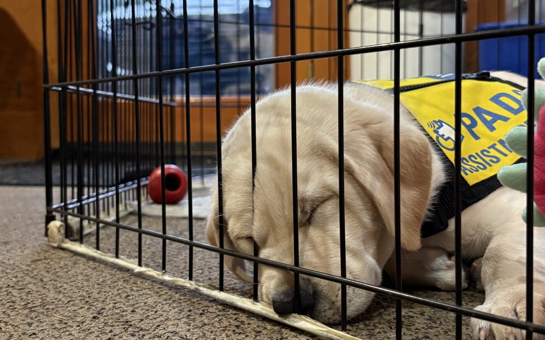 Nellie | December 2025